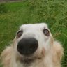 Benny's profile picture