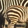 Profilbild von 🦓