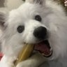 Profilbild von Akamaru