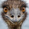 emu_gr 的头像