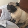 Фото профиля Pqdt pug