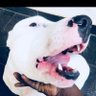 Collarjaw's profile picture