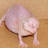 RatInAgony 的头像