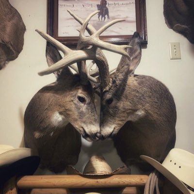 Ro4dki11Deer's profile picture