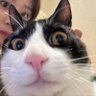 玻璃歪头猫 profil fotoğrafı