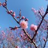 炮芙 profil fotoğrafı