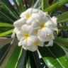 Plumeria's profile picture
