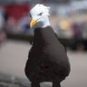 Profilbild von a eagle