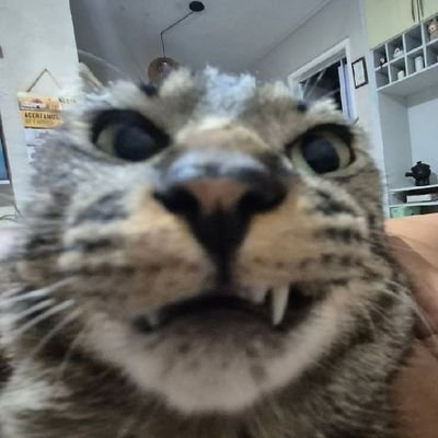 મોદીનો બિલાડો (out of closet cat in disguise)🌾 ⚛'s profile picture