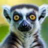 Lemur's profile picture