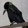Crow 的头像