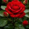 ali.mahdavi.8585 profil fotoğrafı