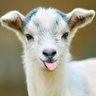 Andrew Todd's profile picture