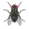 Фото профиля الذبابة الاكترونية 🪰