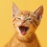 RageKitty's profile picture