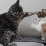 猫に手のせ profil fotoğrafı