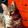 studio siraj's profile picture