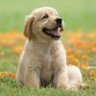 Pets Of Internet profil fotoğrafı