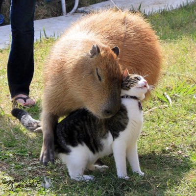 khantsugo's profile picture