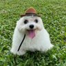 BillyBongJung's profile picture