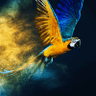 الكاسح فوكس's profile picture