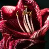 Фото профиля Bloodyrose