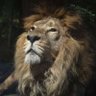 Jeremiah Grimwolden profil fotoğrafı