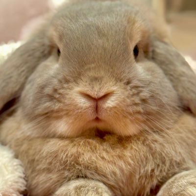おいしいプリン's profile picture