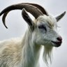 Sussyfras 的头像