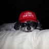 Profilbild von Gizmo's Dad