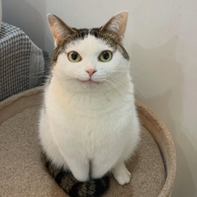 cattherapyy's profile picture
