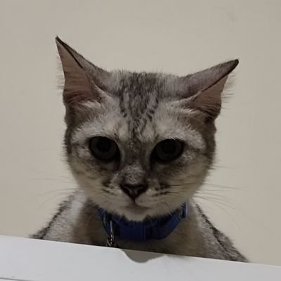 nisa's profile picture
