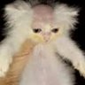 Diego_EC's profile picture