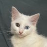 steven waluyo's profile picture