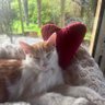 Solène👩❤️👨👼🏼👼🏼🐈🐶🦜's profile picture