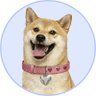 DogeGF's profile picture
