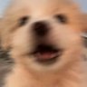 GᖇYᖴᖴIᑎ 🦁 (กริฟฟินชน์)'s profile picture
