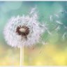 🌙dandelion⭐🍉 profil fotoğrafı