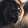 Profilbild von Cave Leo Juda