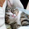 Profilbild von Romeo