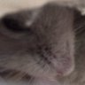 ごま's profile picture