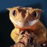 casey gecko 🇵🇸's profile picture