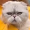 Profilbild von miao唔