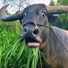 Solitaire's profile picture
