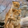 Onr profil fotoğrafı
