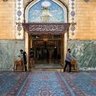 Profilbild von عباس علي النجفي