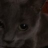 Chéryne ⵣ's profile picture