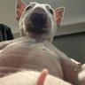 Pituco Lima profil fotoğrafı