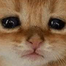 Фото профиля A Cat