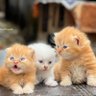 DERAH’S PET 的头像